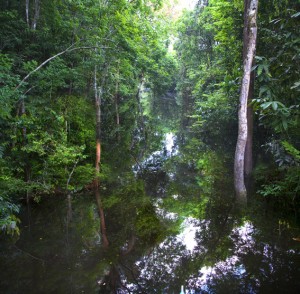 14 claudia Jaguaribeigarapé  do Rio Negro