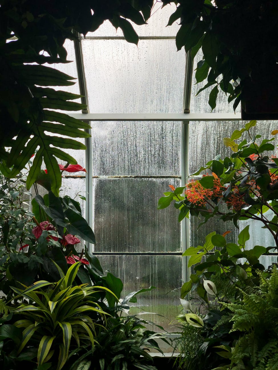 green and red plants inside greenhouse