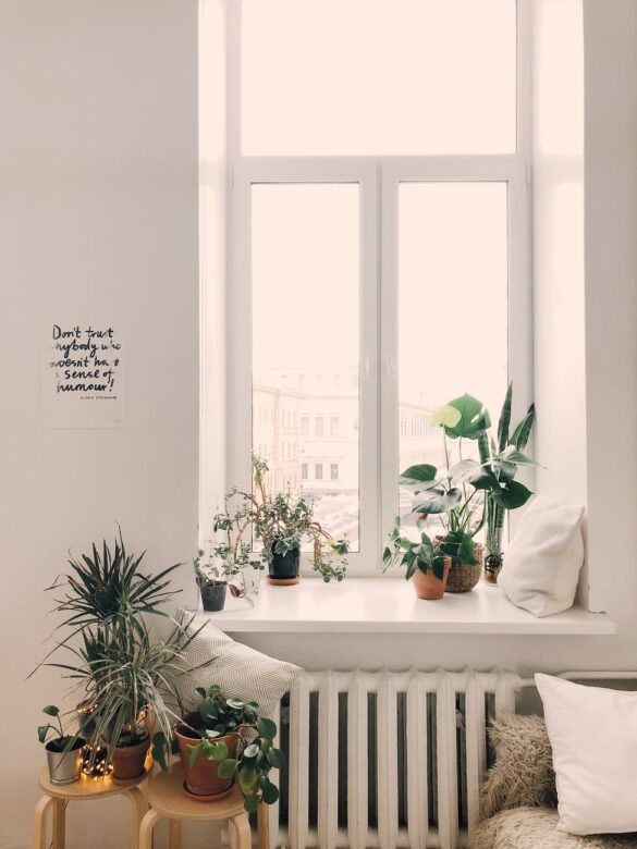 photo of green leaf potted plants on window and stand