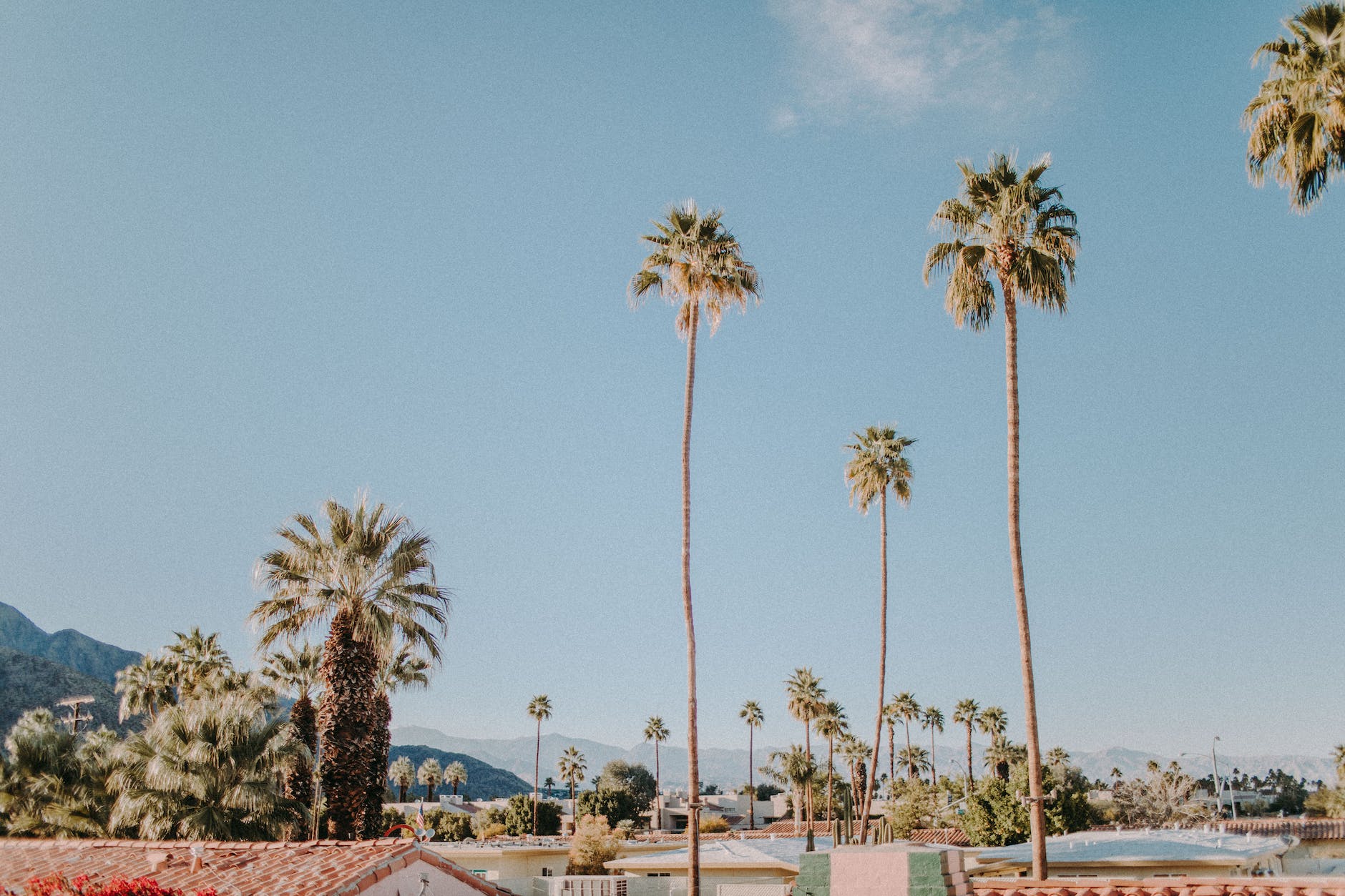 palm trees under blue sky