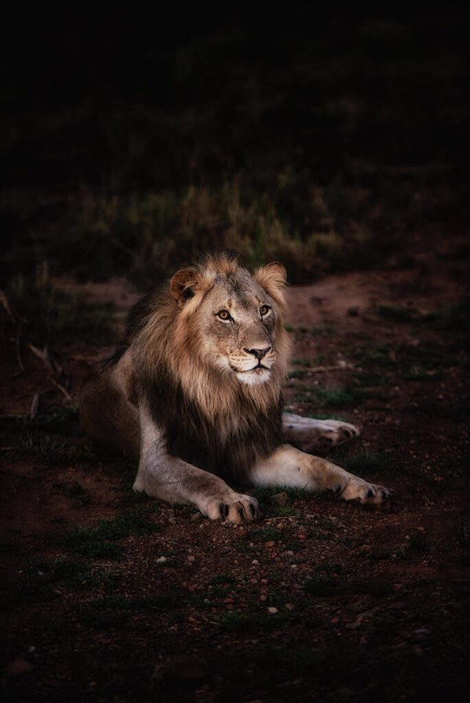 photo of lion lying on ground