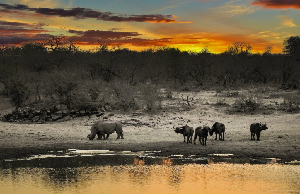 rhino beside body of water