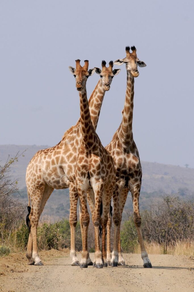 pattern formation wild animals south africa