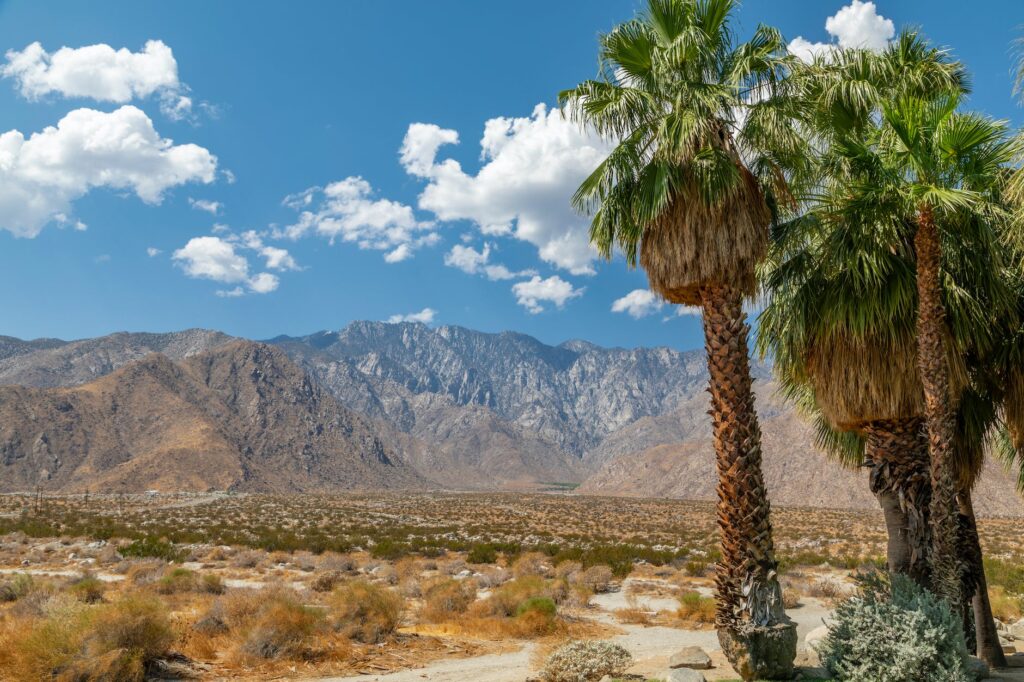 palm trees on dessert near mountain range