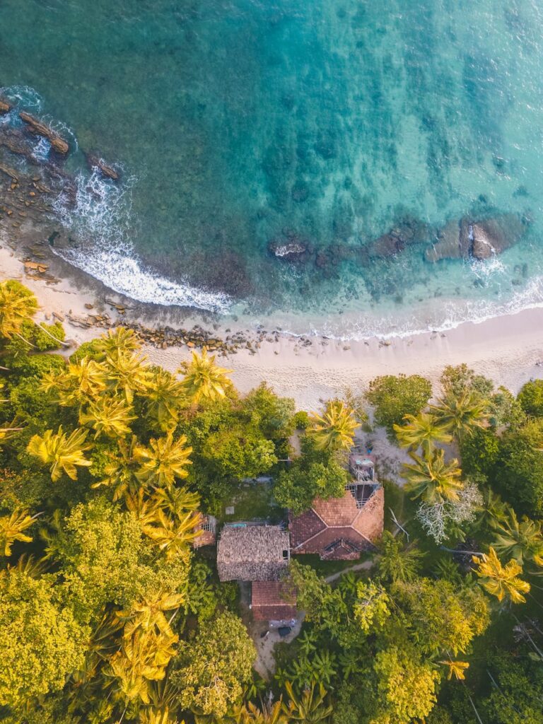 bird eye photogrpahy of beachline beside trees